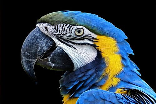 Realistisch schilderij van kleurrijke papegaai