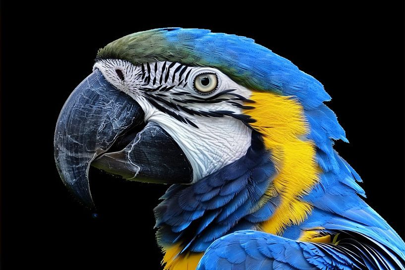 Realistic painting of colourful parrot by Art & Soul Creations