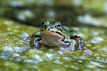 Majestic proximity: The pond frog in its full glory by Joachim Neumann