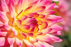 Dahlie von Michael Schuppich