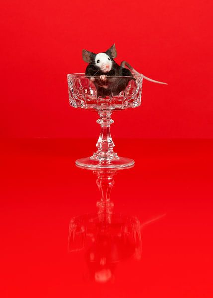 Cute little black and white mouse trying to climb out a glass on van Elles Rijsdijk