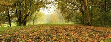 In the beginning by Pauli Langbein