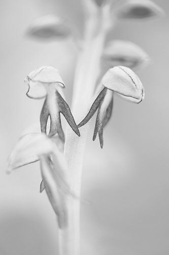 Poppenorchis in zwart wit