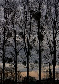 mistletoe 2 von Henk Speksnijder