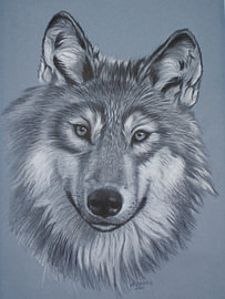 Focus on the wolf