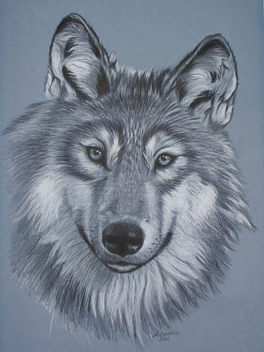 Focus on the wolf