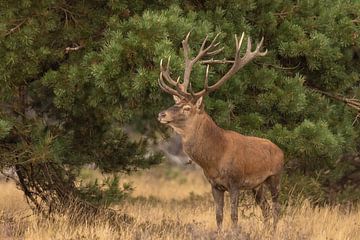 Deer on the Hoge Veluwe, rutting season by Gert Hilbink