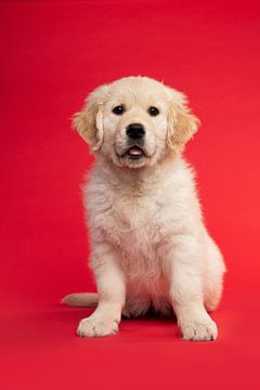 Cute golden retriever puppy sitting against a red background by Elles Rijsdijk