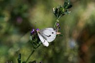 Close-up van een vlinder (koolwitje vlinder) van Reiner Conrad thumbnail