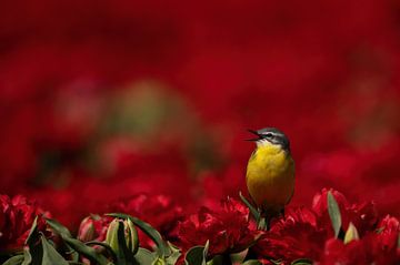 Gele kwikstaart tussen de rode tulpen, Noordoost polder, zangvogel, van Corrie Post
