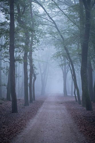 Voetpad door een donker beukenbos tijdens een mistige herfstochtend