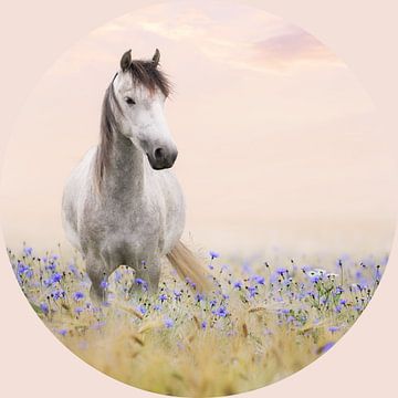 Paard in bloemenveld van @Unique