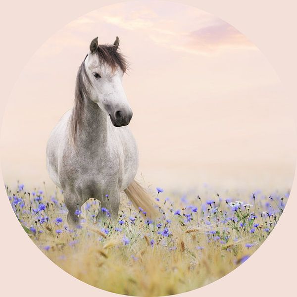 Horse in flower field by @Unique