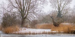 Uferschnepfe im Schnee