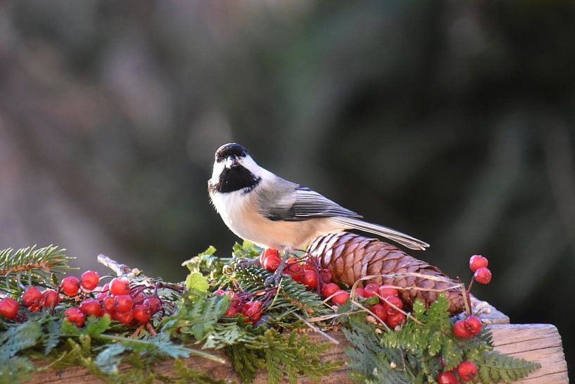 A message to the garden feeder by Claude Laprise