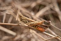 Cricket