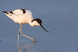 Säbelschnäbler, Recurvirostra avoseta von Beschermingswerk voor aan uw muur