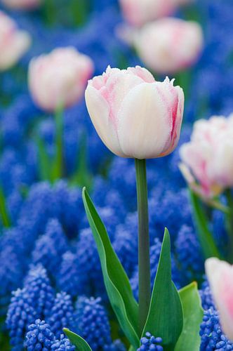 Wit-roze tulpen en blauwe druifhyacinten