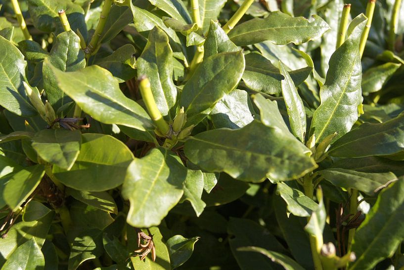 Red dendron plant green by BEAM van de Kamp