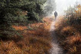 Promenade dans la forêt paradisiaque sur Olha Rohulya