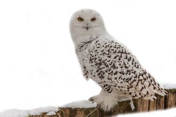 Snowy Owl, Snowy White by Gert Hilbink