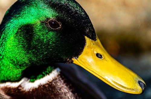 Portret macro kop van een wilde eend