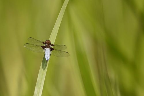 Libelle blauw