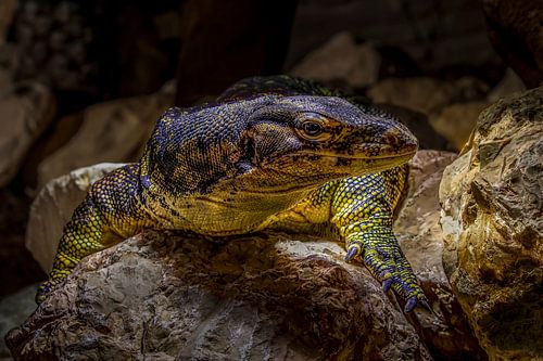 Wasserdrache Varanus Salvator von Raymond Engelen