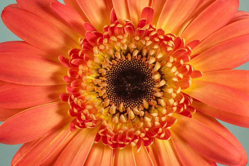 Juste une fleur ! par Marjolijn van den Berg
