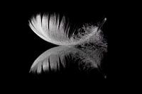 Reflet d'une plume d'oie