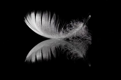 Reflection of a goose feather
