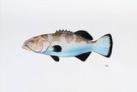 Fisch - Serie A