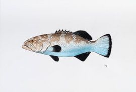 Fisch - Serie A von Martino Romijn