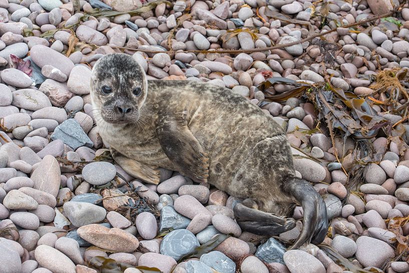 Seal pup just awake by Dick Carlier