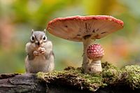 Herfst bij de eekhoorns 4
