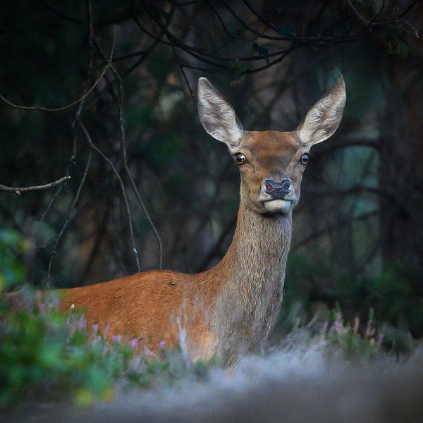 Hinde by Ellen van Schravendijk