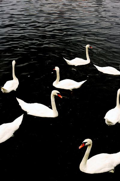 The white swans in the black water | Nature Photography by Anouk Martens