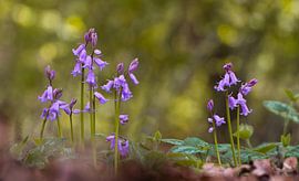 Ook in het bos staan hyacinten