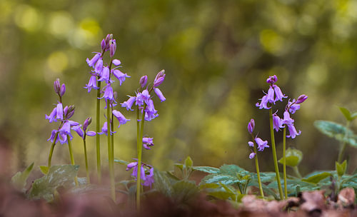 Ook in het bos staan hyacinten
