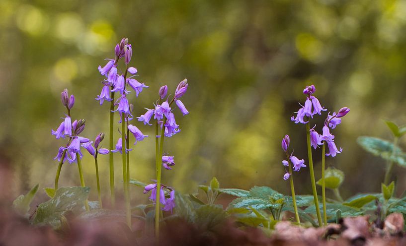 Hyazinthen sind auch im Wald von Natuurpracht   Kees Doornenbal