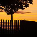 Oiseau matinal - Robin en silhouette sur une clôture par R Smallenbroek Aperçu