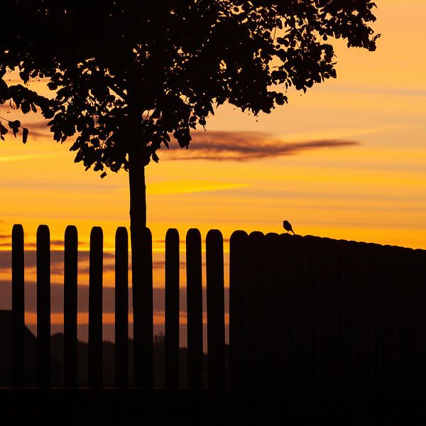 Vroege vogel - Roodborstje in silhouet op hek van R Smallenbroek