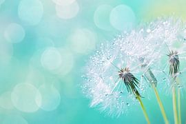 Graines de pissenlit avec gouttes de rosée sur Imperial Art House