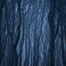 Carré abstrait de la forêt de Speulder par Vincent Fennis Aperçu