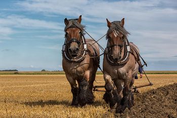 La puissance des chevaux