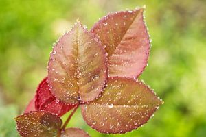 Junge Rosenblätter nach einem Regen
