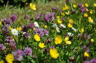 Fiori tricolori: geel, paars en wit van Frans Blok thumbnail