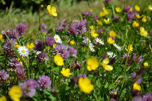 Fiori tricolori, yellow, purple and white