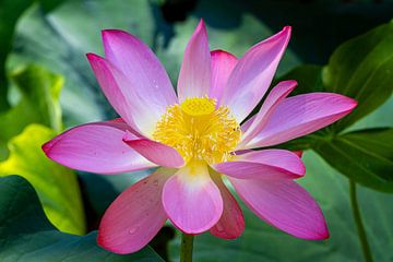 The blossom of a water lily by Roland Brack