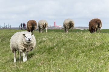 Sheeps near Lighthouse.